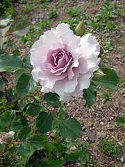 s110525g.jpg