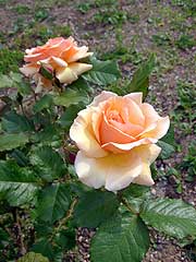 s110525h.jpg