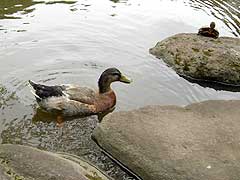 s110817e.jpg